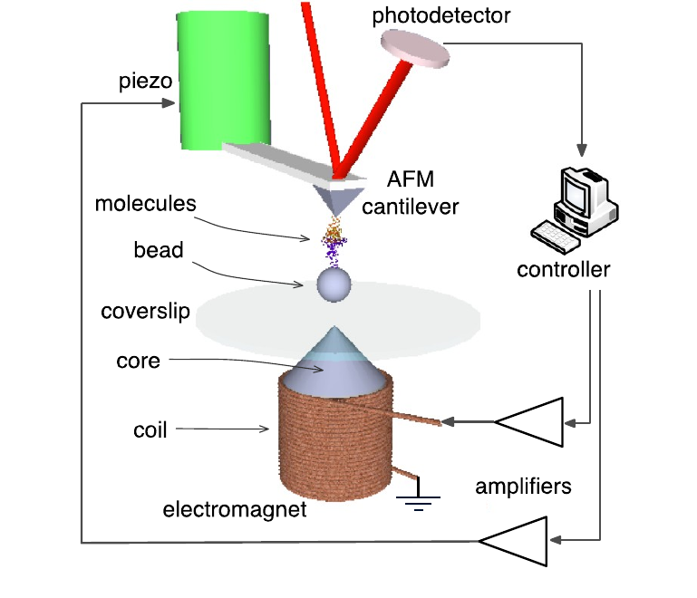 Schematic of an atomic force microscope with a magnetically actuated microbead