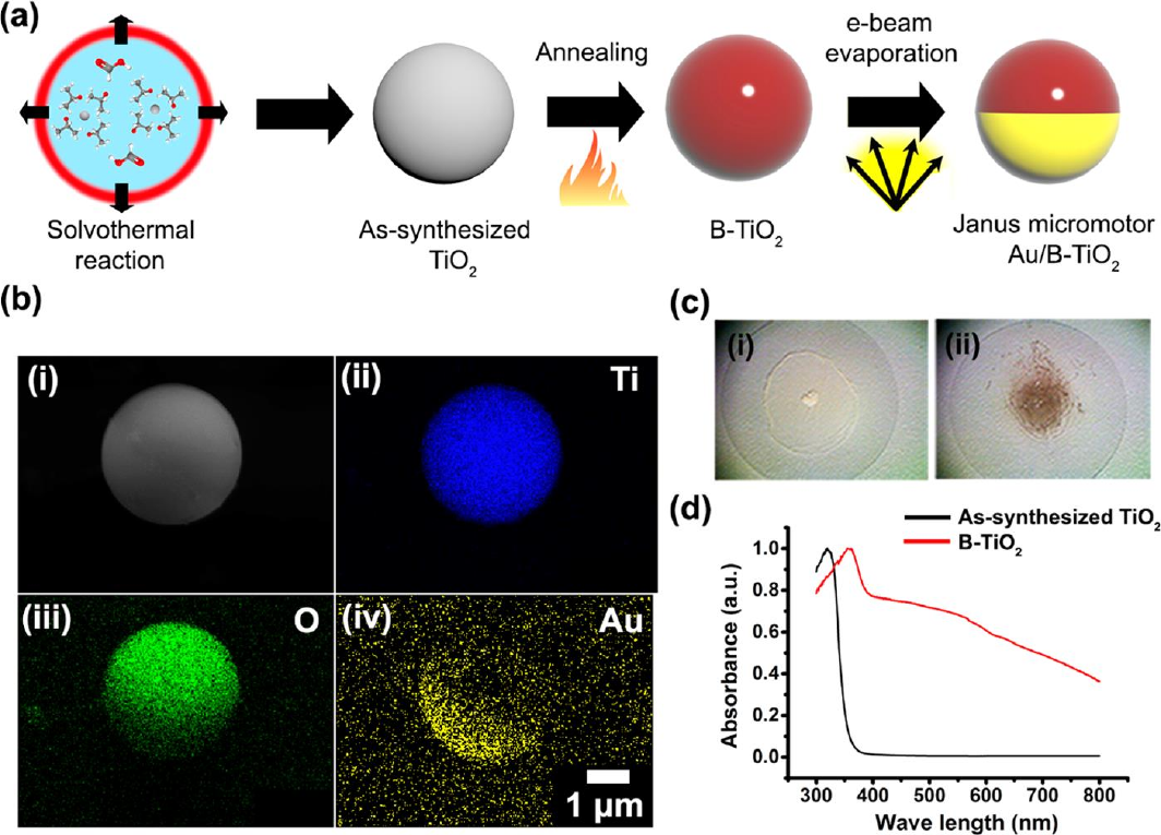 Schematic and microscopy images of light-responsive Janus micromotors