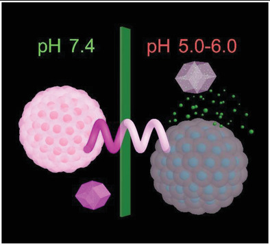 Graphical abstract showing a MOF-coated helical microrobot releasing cargo as pH decreases